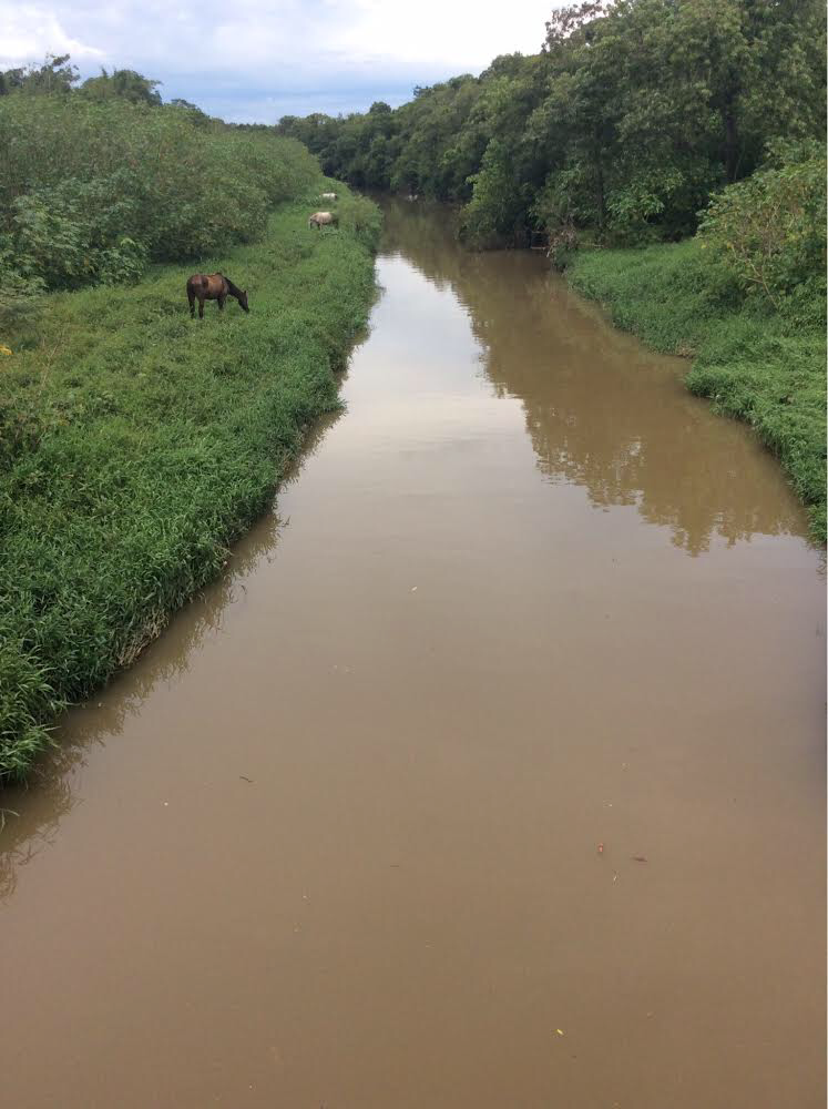 Mutirão de Limpeza Mutirão de Limpeza