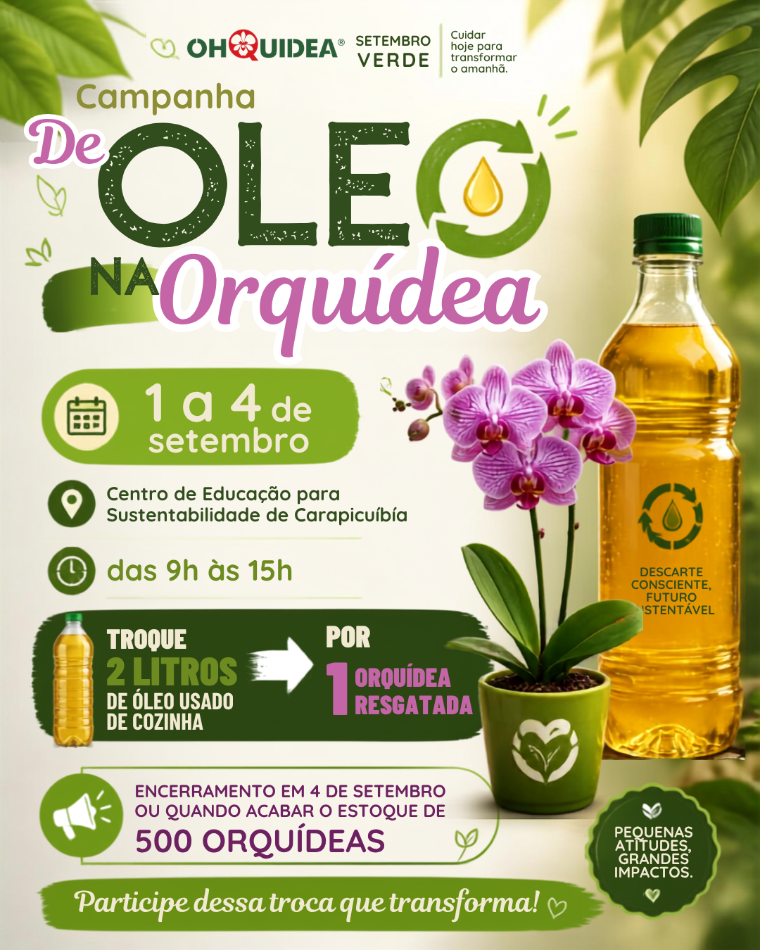 Campanha De Óleo na Orquídea
